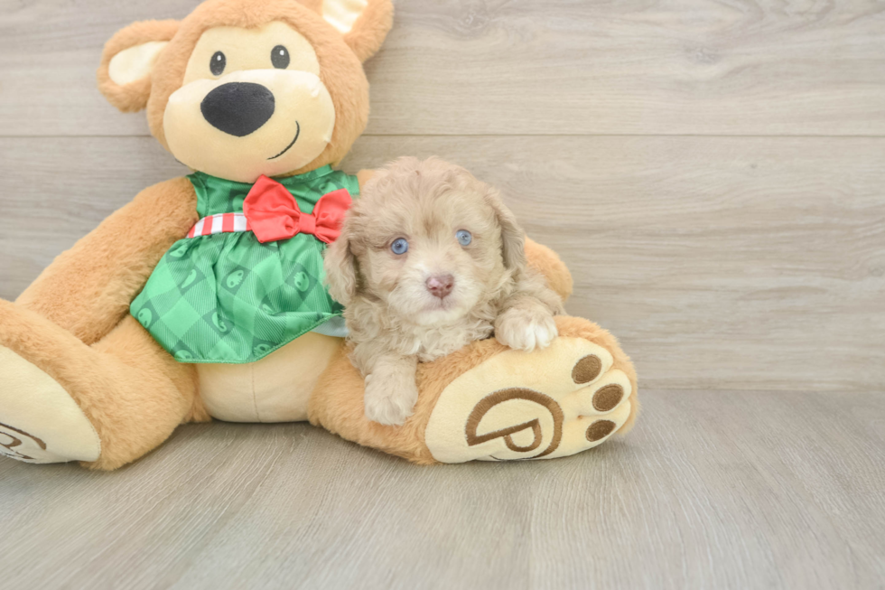 Playful Mini Aussiepoodle Poodle Mix Puppy