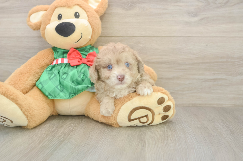 5 week old Mini Aussiedoodle Puppy For Sale - Premier Pups
