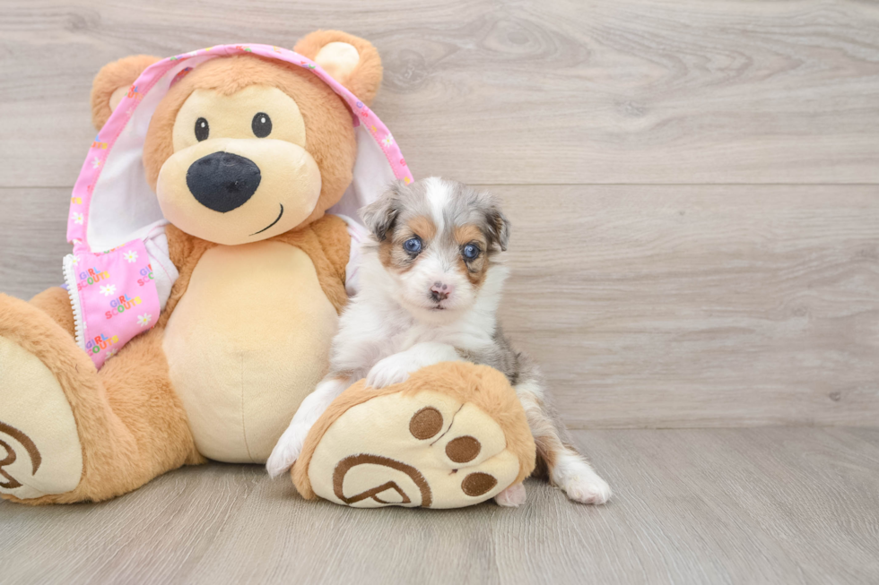 Best Mini Aussiedoodle Baby