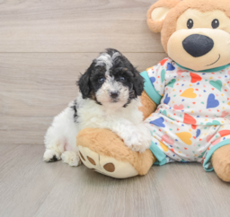 6 week old Mini Aussiedoodle Puppy For Sale - Premier Pups