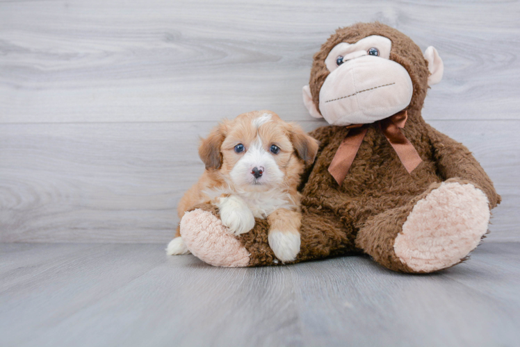 Best Mini Aussiedoodle Baby