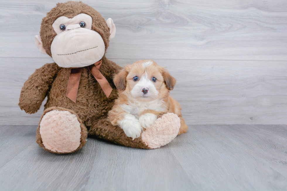 Mini Aussiedoodle Pup Being Cute