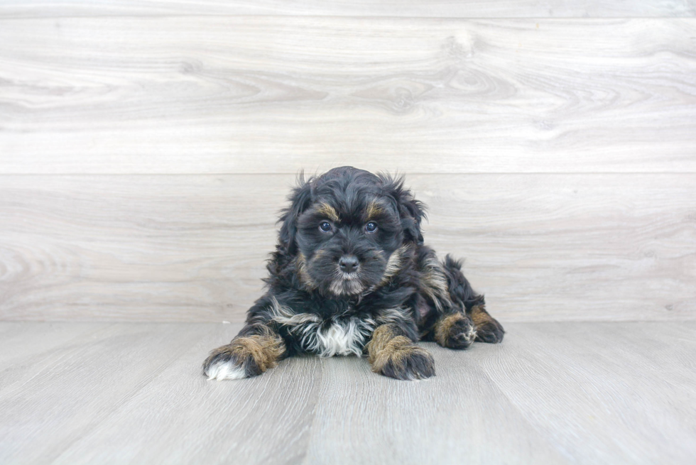 Best Mini Aussiedoodle Baby