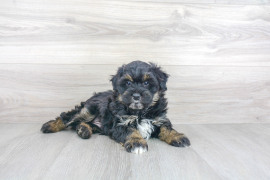 Mini Aussiedoodle Pup Being Cute