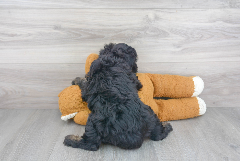 Mini Aussiedoodle Pup Being Cute