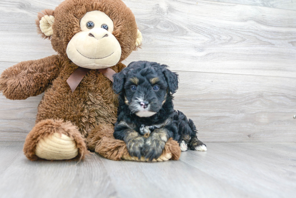 Mini Aussiedoodle Puppy for Adoption