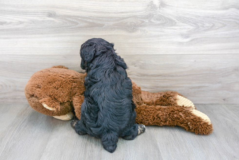 Mini Aussiedoodle Puppy for Adoption