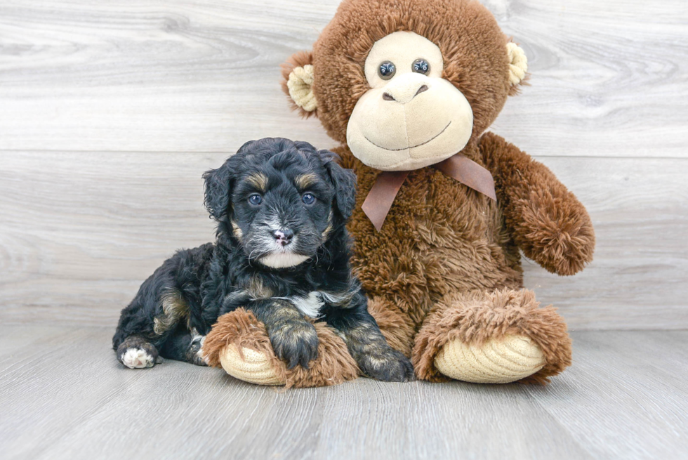 Energetic Aussiepoo Poodle Mix Puppy