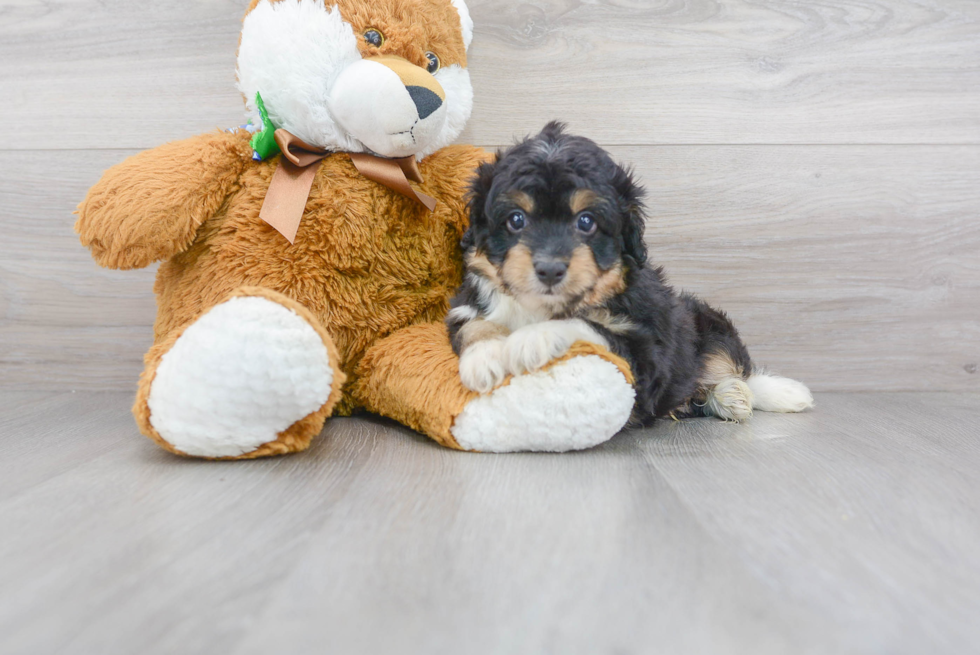 Mini Aussiedoodle Pup Being Cute