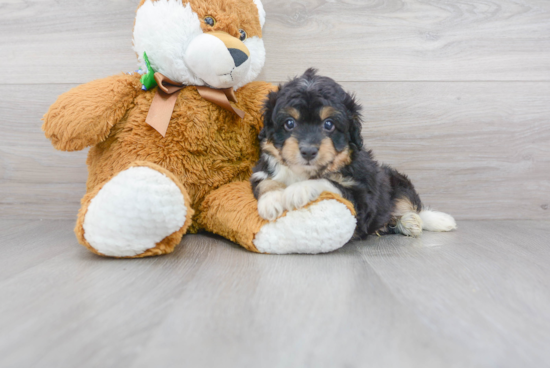 Mini Aussiedoodle Pup Being Cute