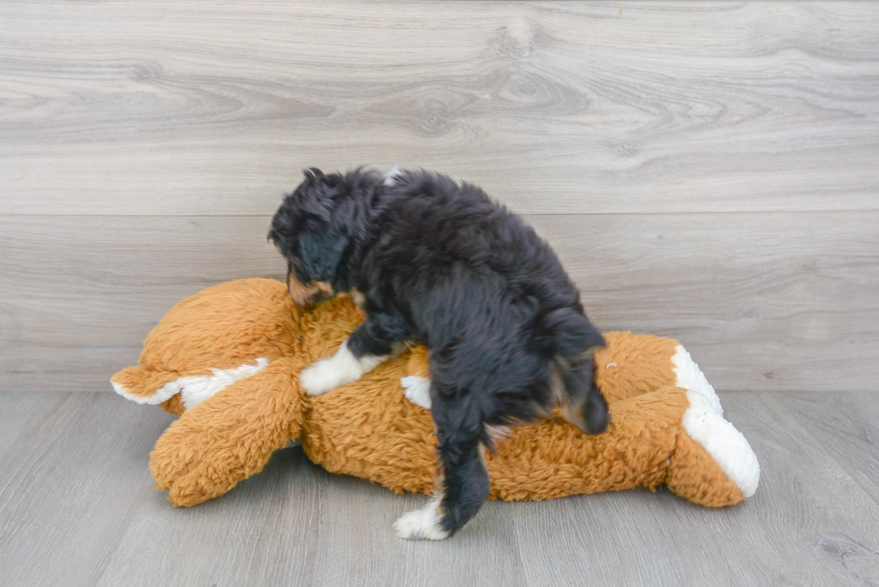 Cute Mini Aussiedoodle Baby