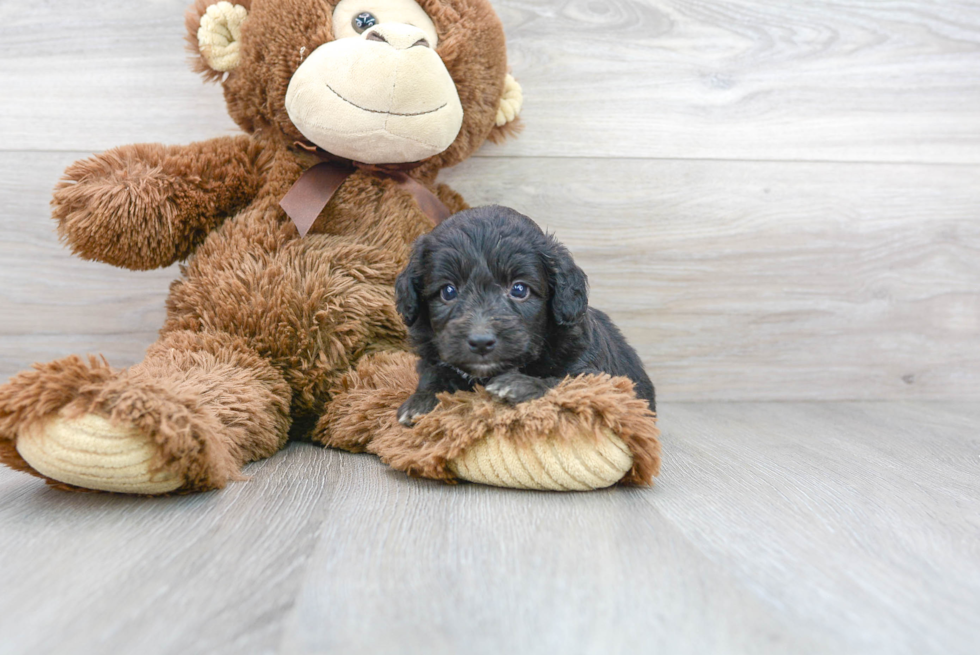 Smart Mini Aussiedoodle Poodle Mix Pup