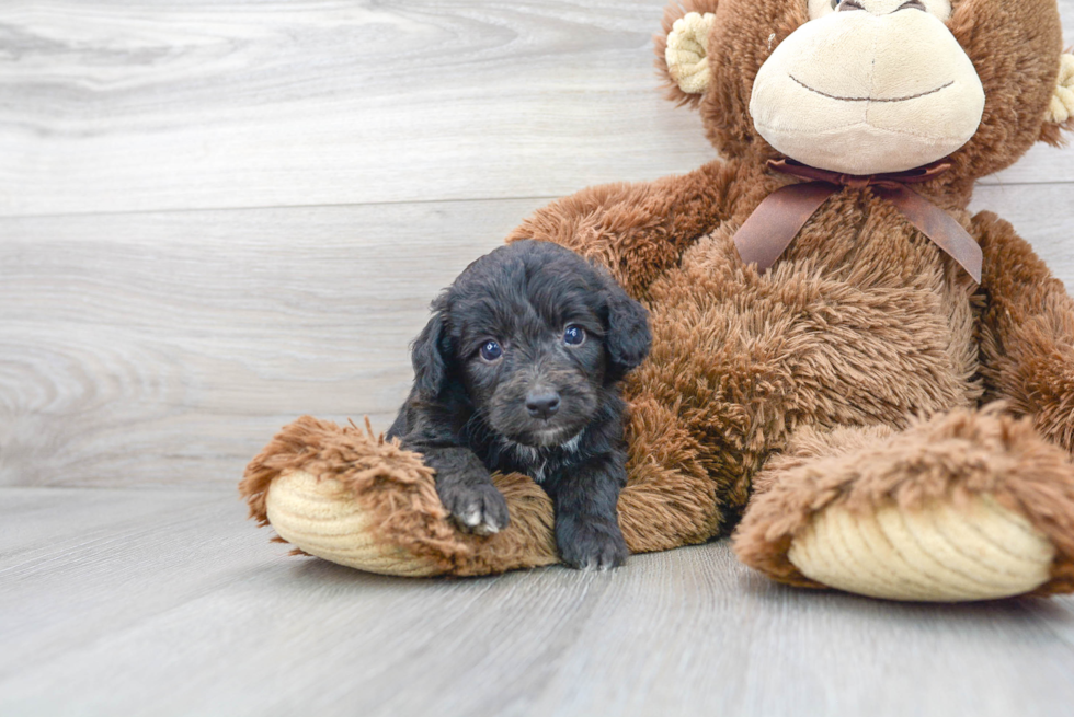 Mini Aussiedoodle Pup Being Cute