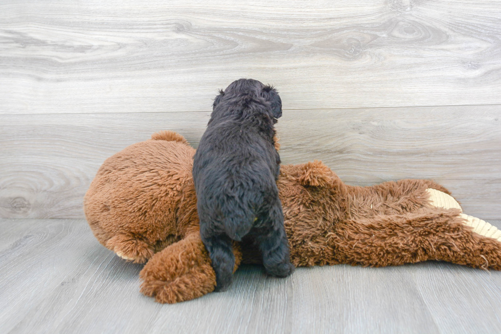 Mini Aussiedoodle Puppy for Adoption