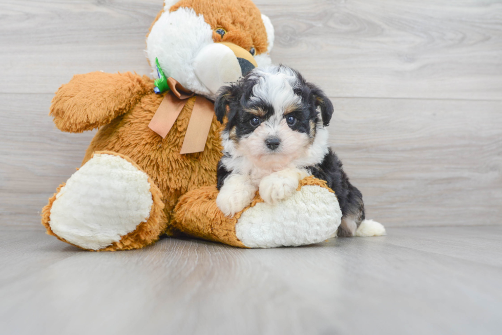 Mini Aussiedoodle Pup Being Cute