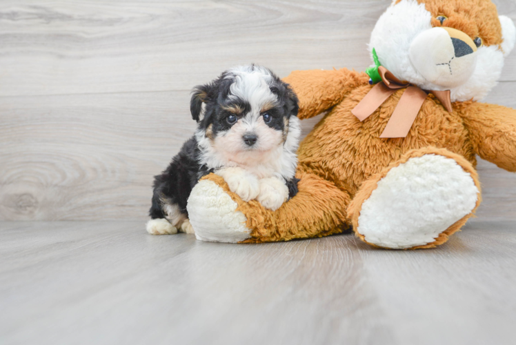 Mini Aussiedoodle Puppy for Adoption