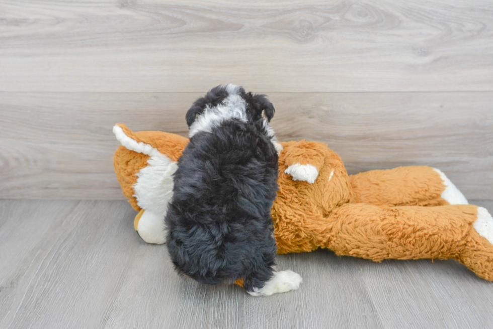 Best Mini Aussiedoodle Baby