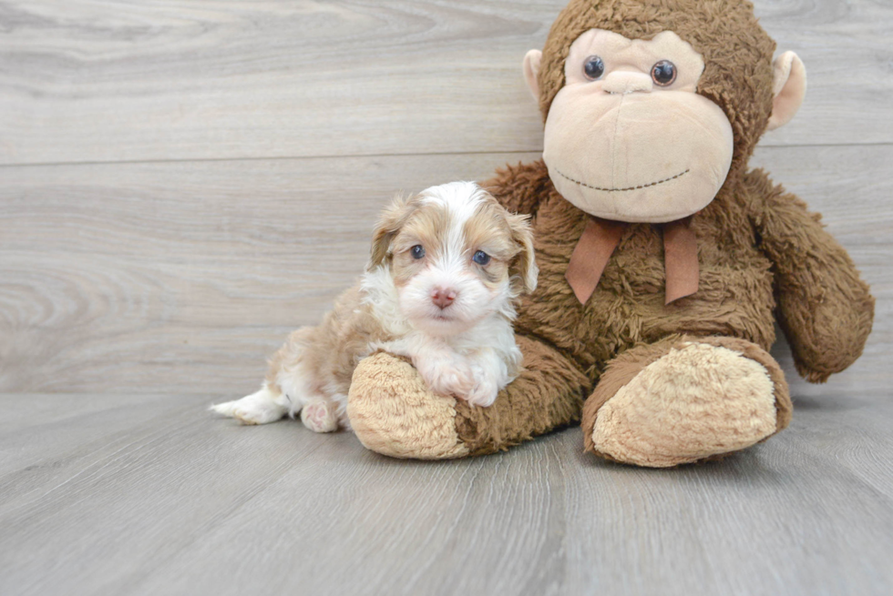 Petite Mini Aussiedoodle Poodle Mix Pup