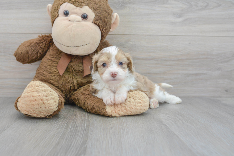 Mini Aussiedoodle Puppy for Adoption