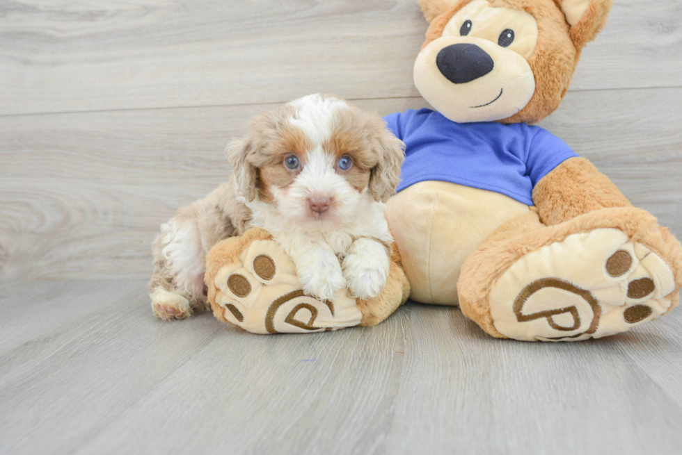 Mini Aussiedoodle Pup Being Cute