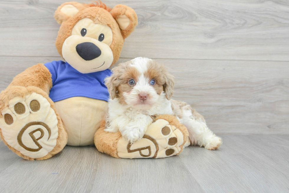 Cute Mini Aussiedoodle Baby