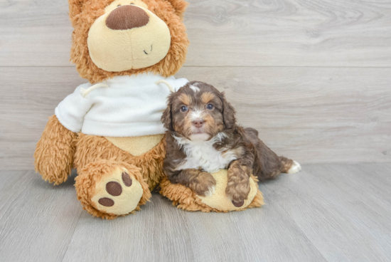 Friendly Mini Aussiedoodle Baby