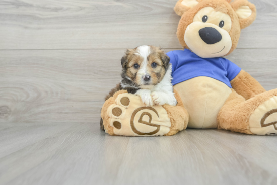 Mini Aussiedoodle Puppy for Adoption