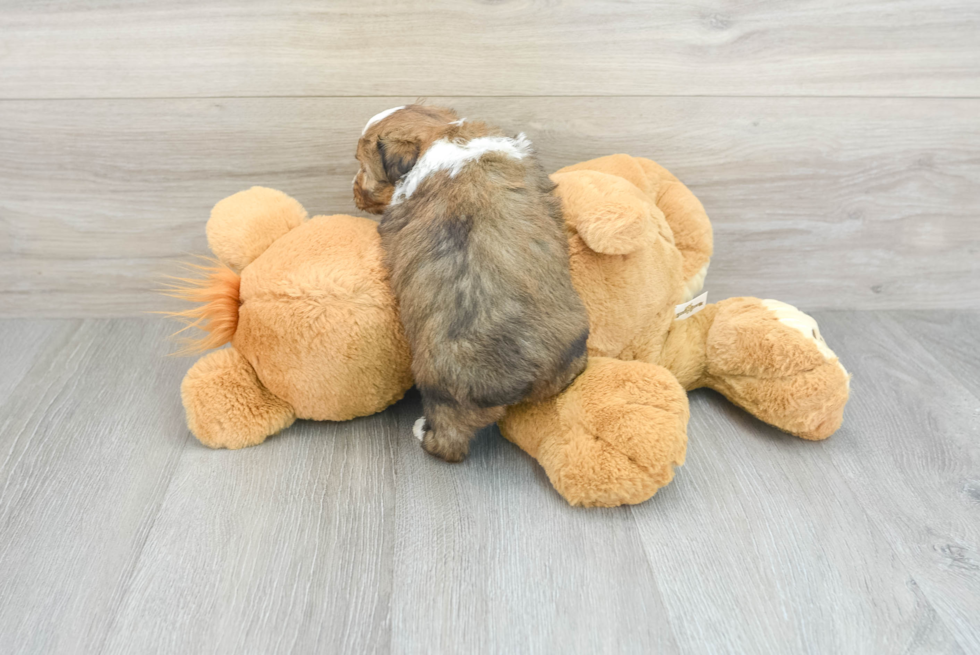 Mini Aussiedoodle Pup Being Cute