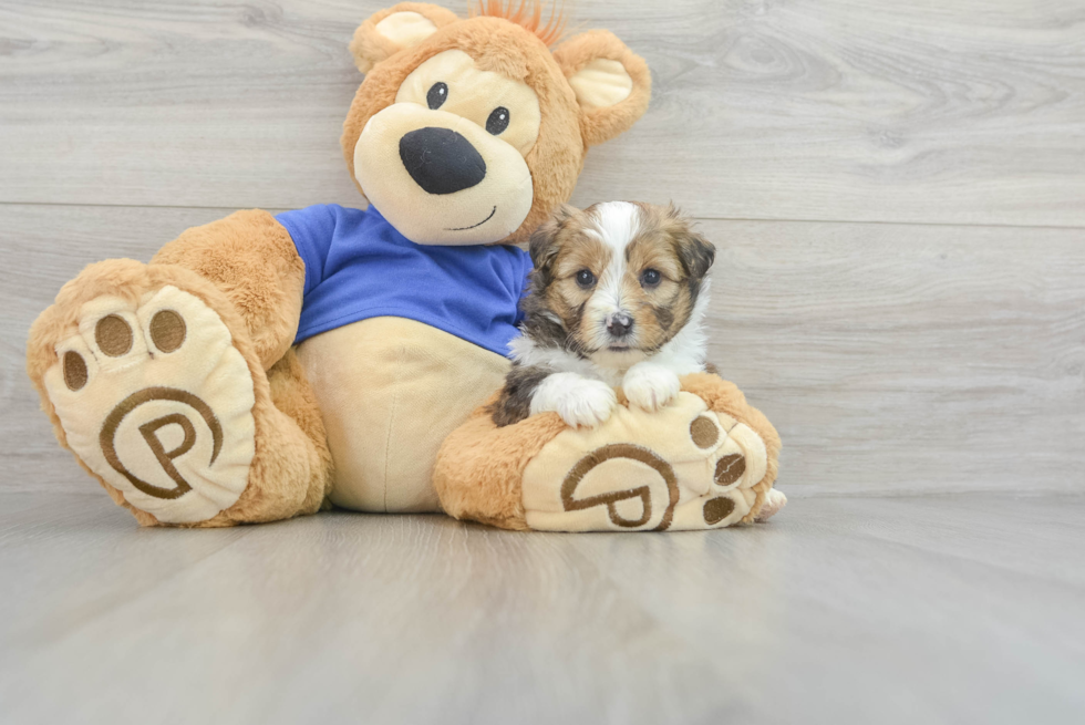 Best Mini Aussiedoodle Baby