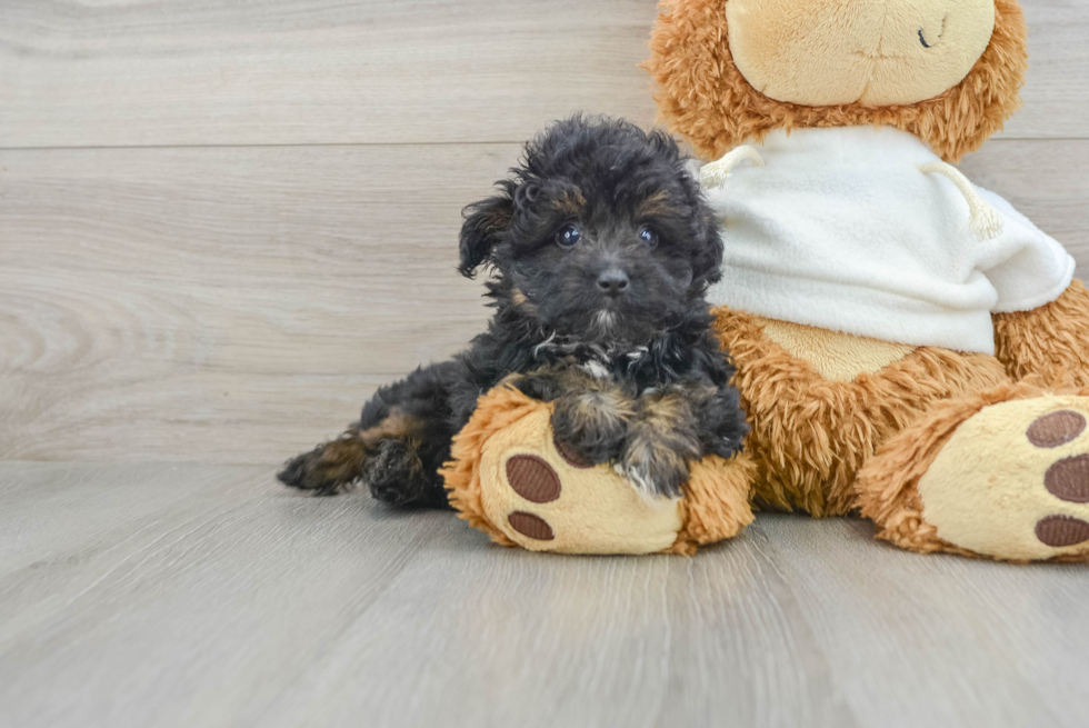 Mini Aussiedoodle Pup Being Cute