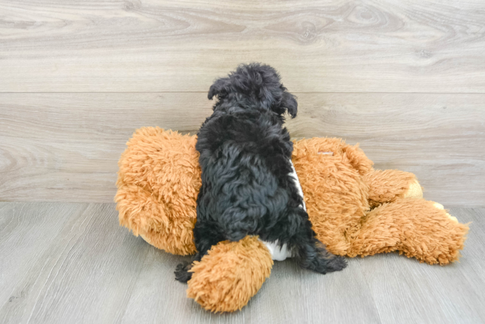 Adorable Mini Australian Shepherd X Poodle Mix Poodle Mix Puppy