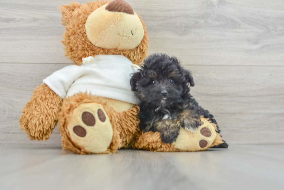 Best Mini Aussiedoodle Baby