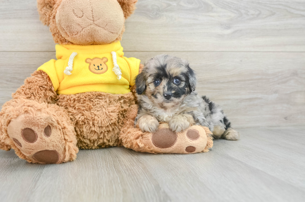 6 week old Mini Aussiedoodle Puppy For Sale - Premier Pups