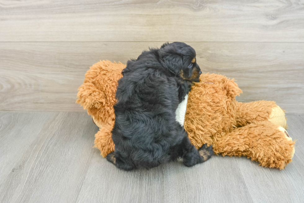 Energetic Aussie Poo Poodle Mix Puppy