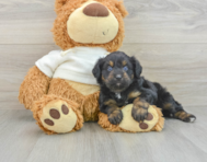 7 week old Mini Aussiedoodle Puppy For Sale - Premier Pups