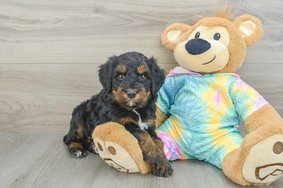 6 week old Mini Aussiedoodle Puppy For Sale - Premier Pups