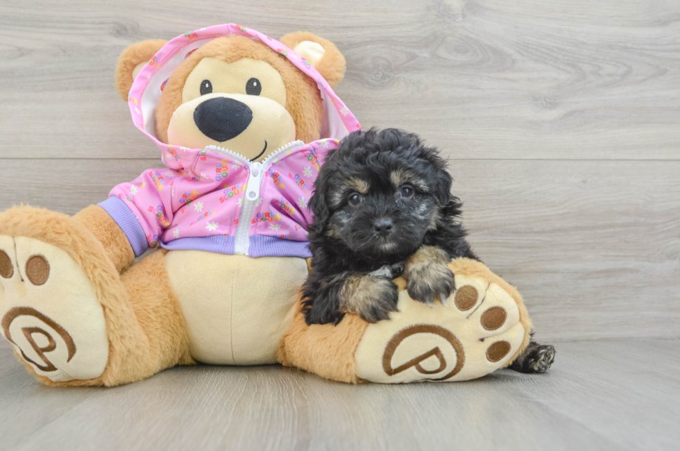 5 week old Mini Aussiedoodle Puppy For Sale - Premier Pups