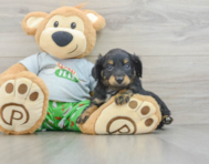 8 week old Mini Aussiedoodle Puppy For Sale - Premier Pups