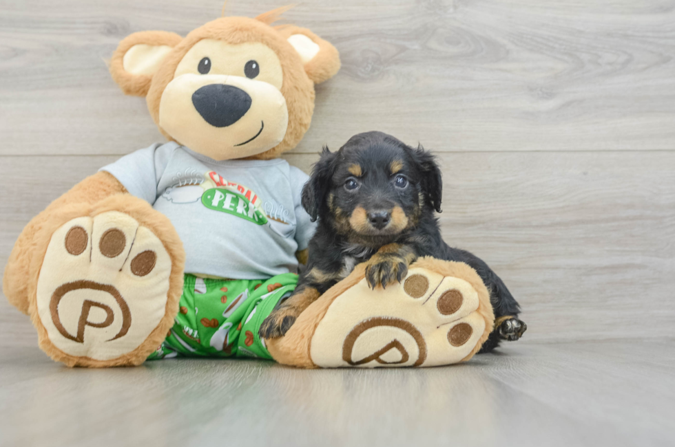 6 week old Mini Aussiedoodle Puppy For Sale - Premier Pups