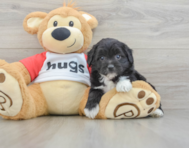 7 week old Mini Aussiedoodle Puppy For Sale - Premier Pups