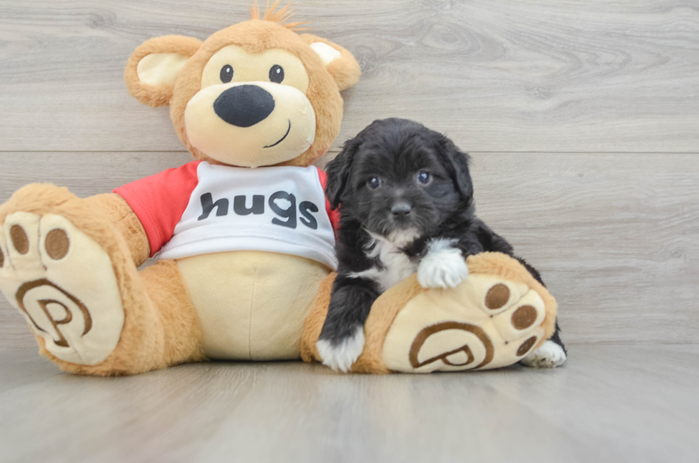 5 week old Mini Aussiedoodle Puppy For Sale - Premier Pups