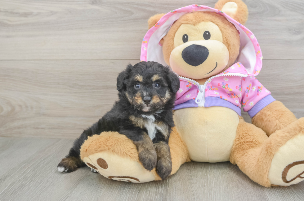 5 week old Mini Aussiedoodle Puppy For Sale - Premier Pups