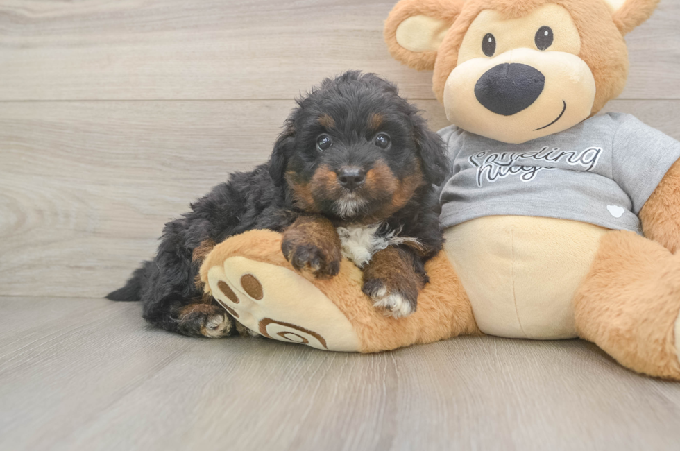6 week old Mini Aussiedoodle Puppy For Sale - Premier Pups