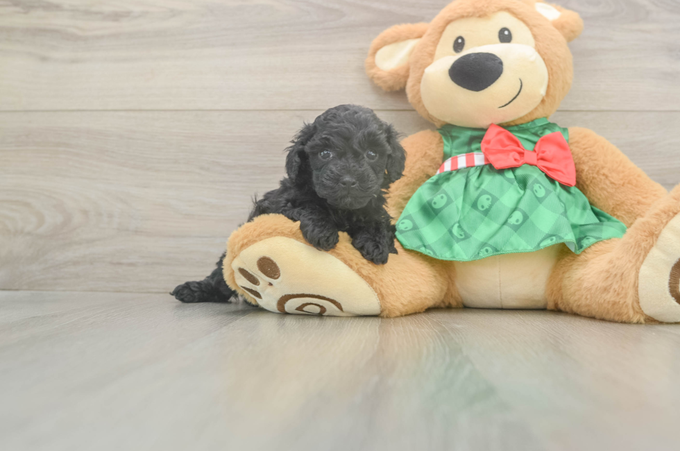 5 week old Mini Aussiedoodle Puppy For Sale - Premier Pups