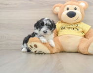 8 week old Mini Aussiedoodle Puppy For Sale - Premier Pups