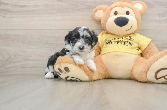 Mini Aussiedoodle Pup Being Cute
