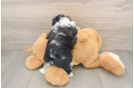 Petite Mini Aussiedoodle Poodle Mix Pup