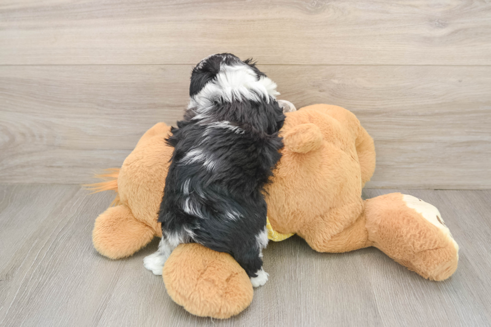 Petite Mini Aussiedoodle Poodle Mix Pup