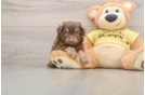 Mini Aussiedoodle Puppy for Adoption