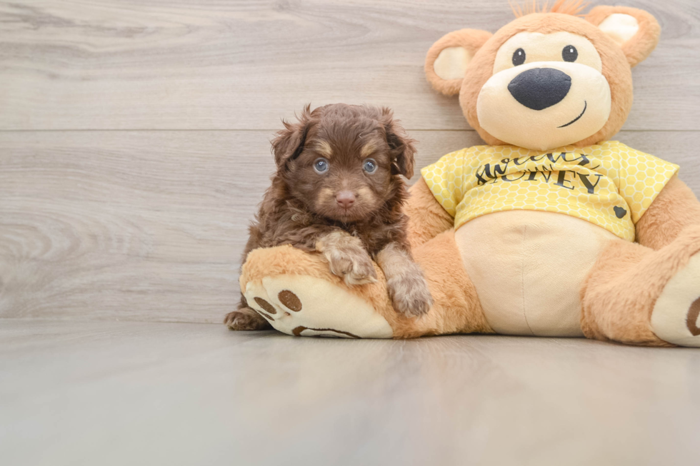Mini Aussiedoodle Puppy for Adoption